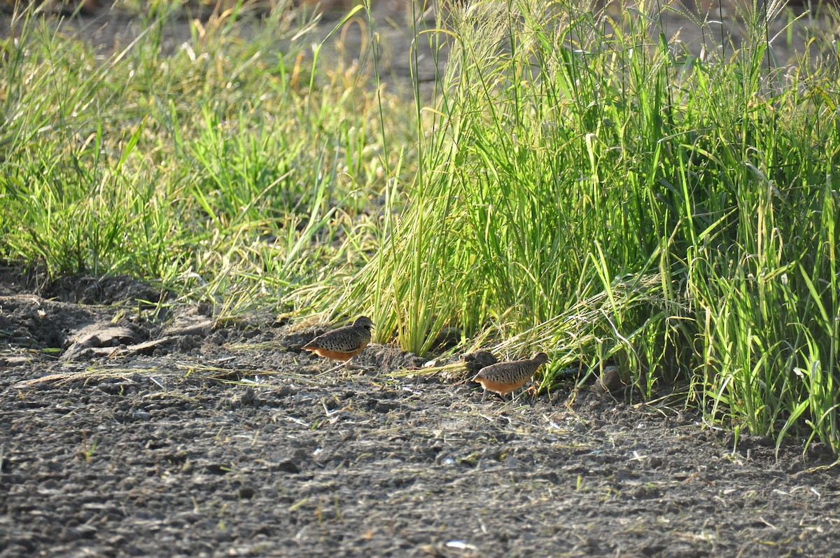 Barred Buttonquail - Anonymous