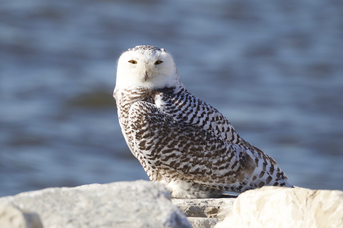 Snowy Owl - ML76688851