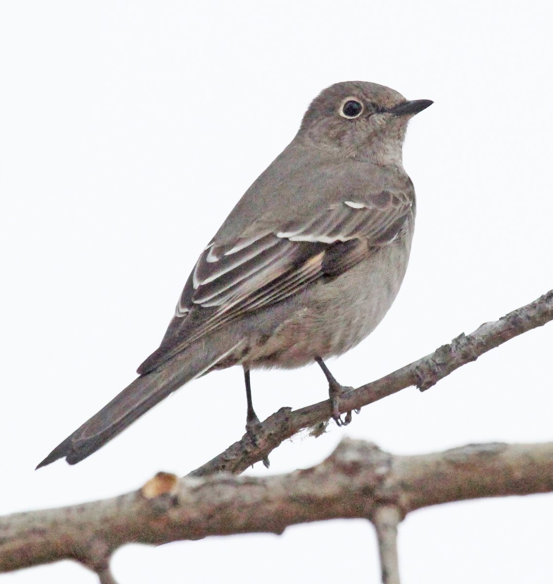Townsend's Solitaire - David Leatherman