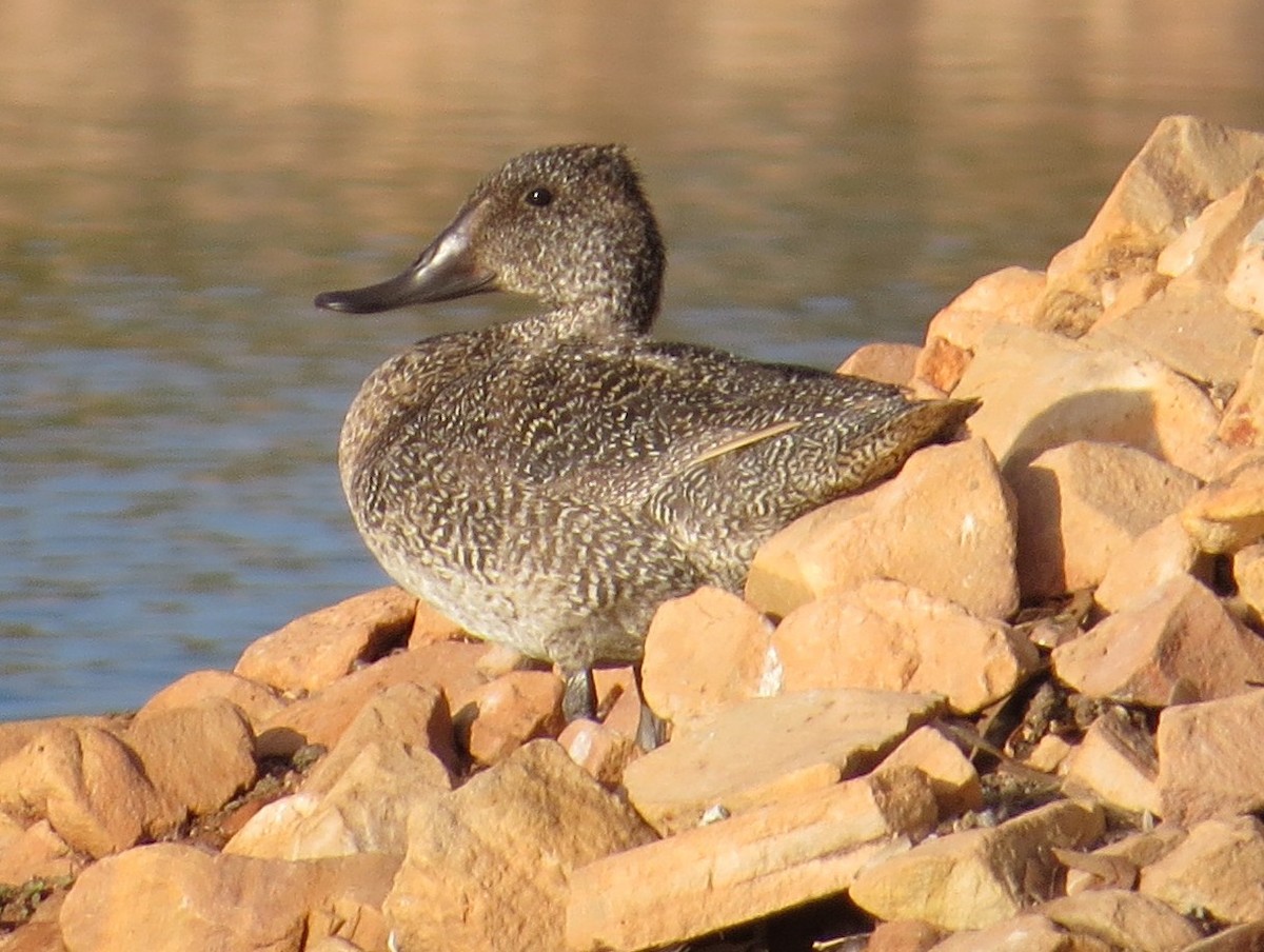 Freckled Duck - ML76690601