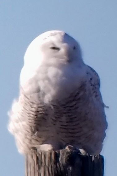 Snowy Owl - ML76699061
