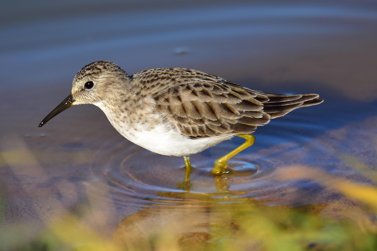 Least Sandpiper - Perry Doggrell