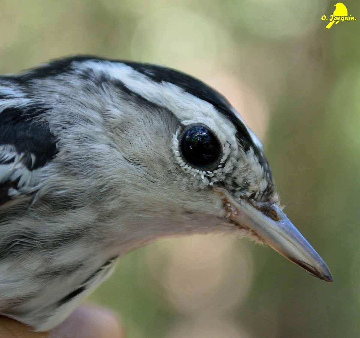 Black-and-white Warbler - ML76699471