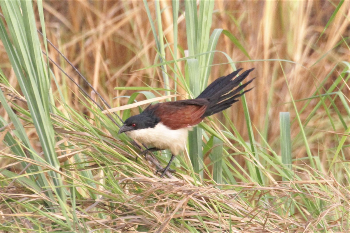 Coppery-tailed Coucal - Charles Davies