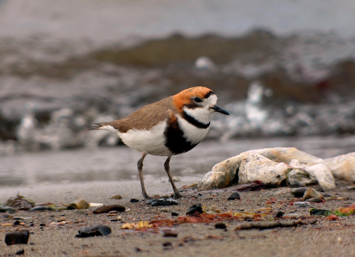 Two-banded Plover - Dominic Cormier