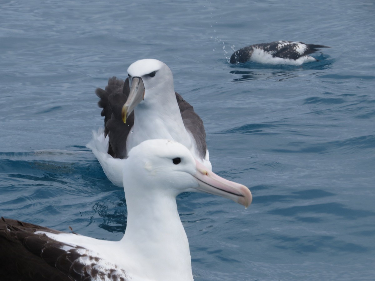 White-capped Albatross - Bob Rigter
