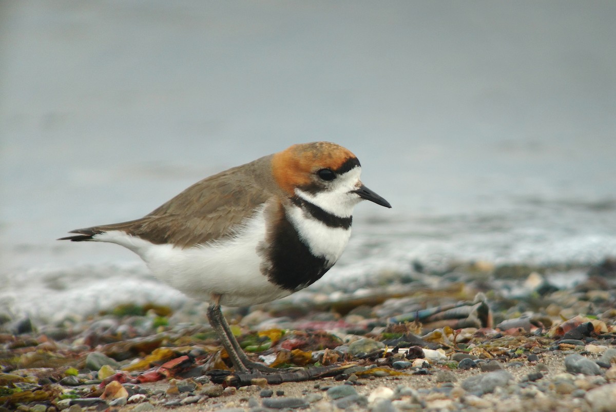 Two-banded Plover - ML76701911
