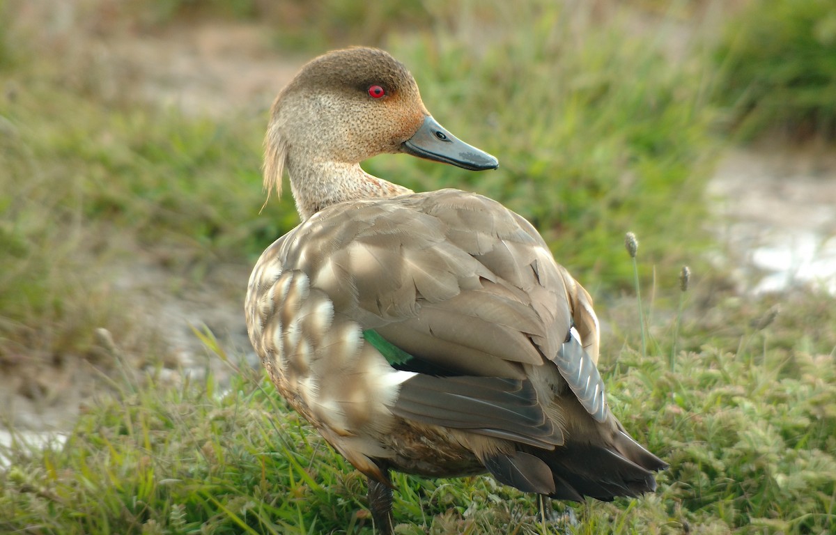 Crested Duck - ML76702381