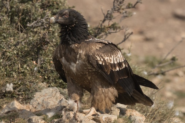 Possible confusion species: Bearded Vulture (<em class="SciName notranslate">Gypaetus barbatus</em>). - Bearded Vulture - 