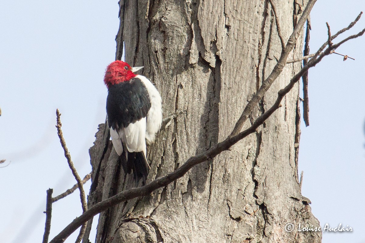 Red-headed Woodpecker - Louise Auclair