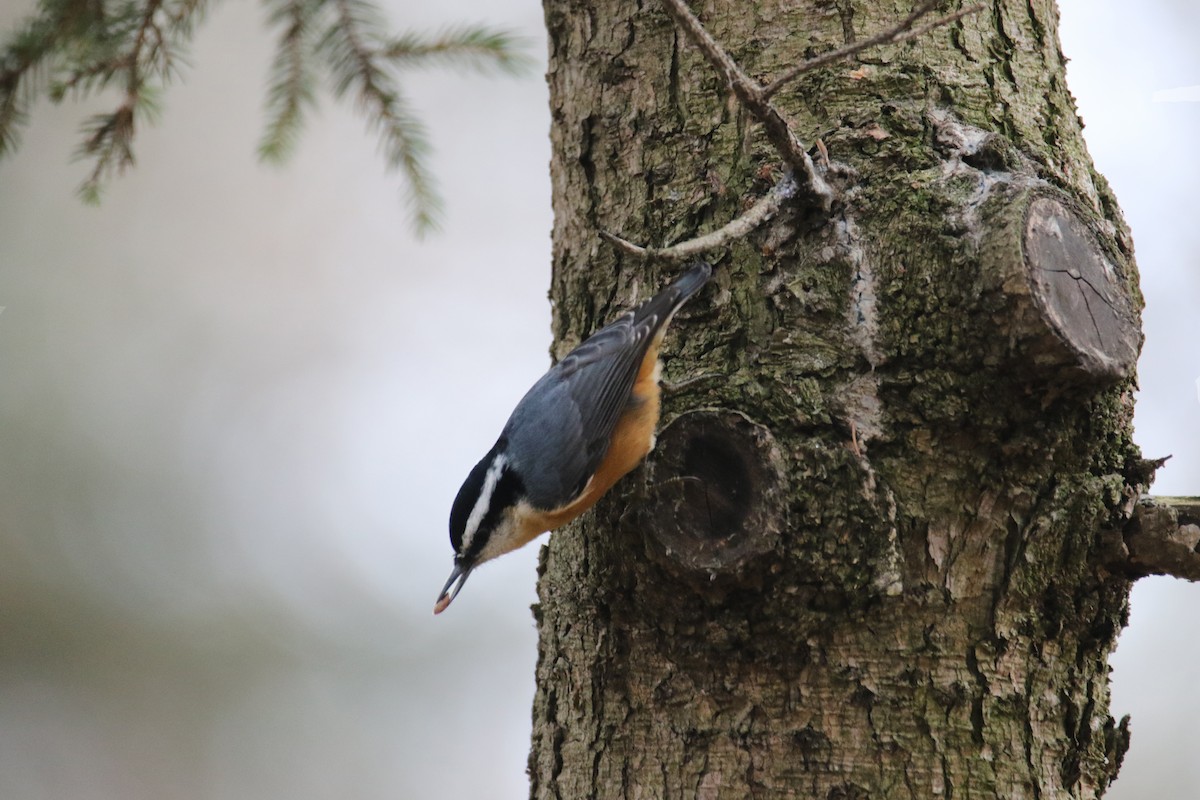 Red-breasted Nuthatch - Sylvain Charron