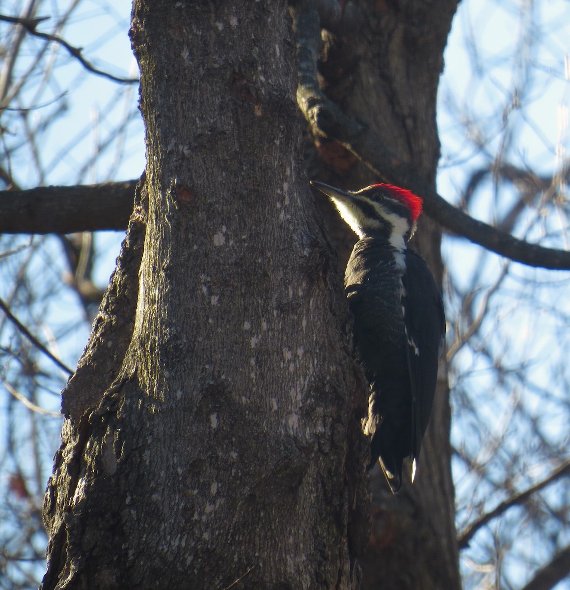 Pileated Woodpecker - ML76712681