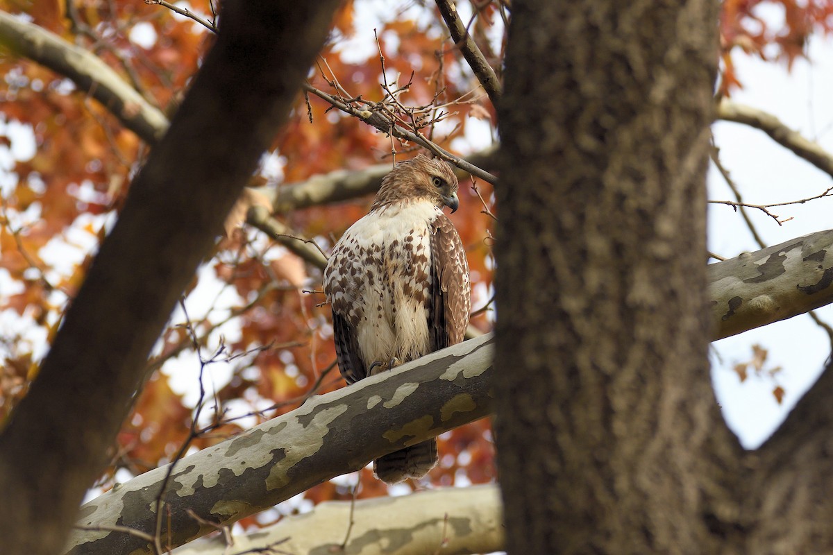 Red-tailed Hawk - ML76714321
