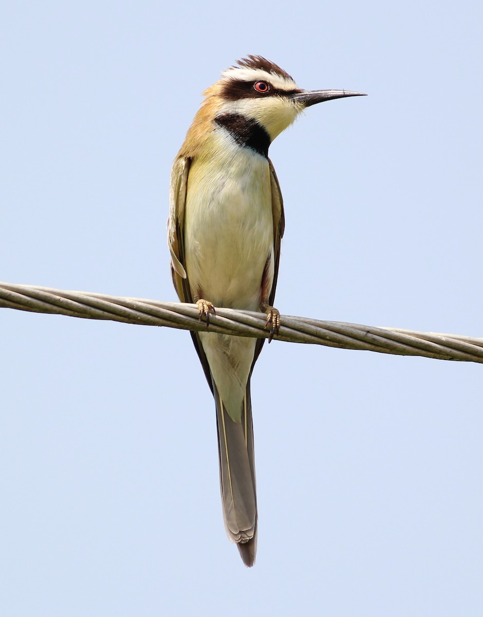 White-throated Bee-eater - ML76716171