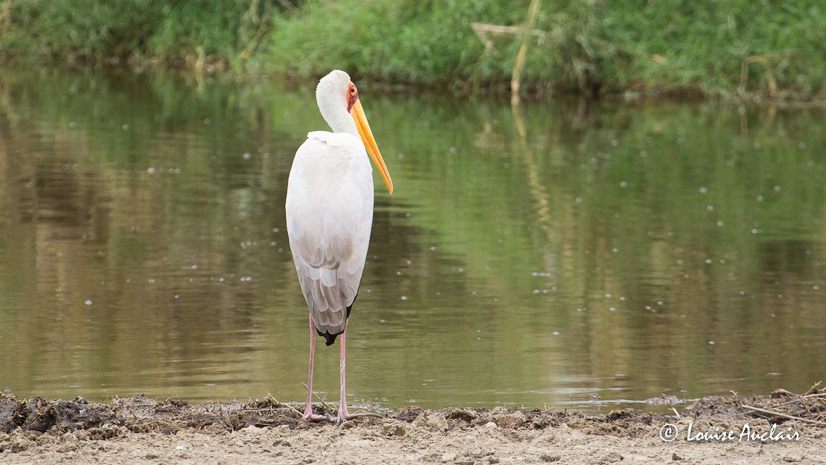 Yellow-billed Stork - Louise Auclair
