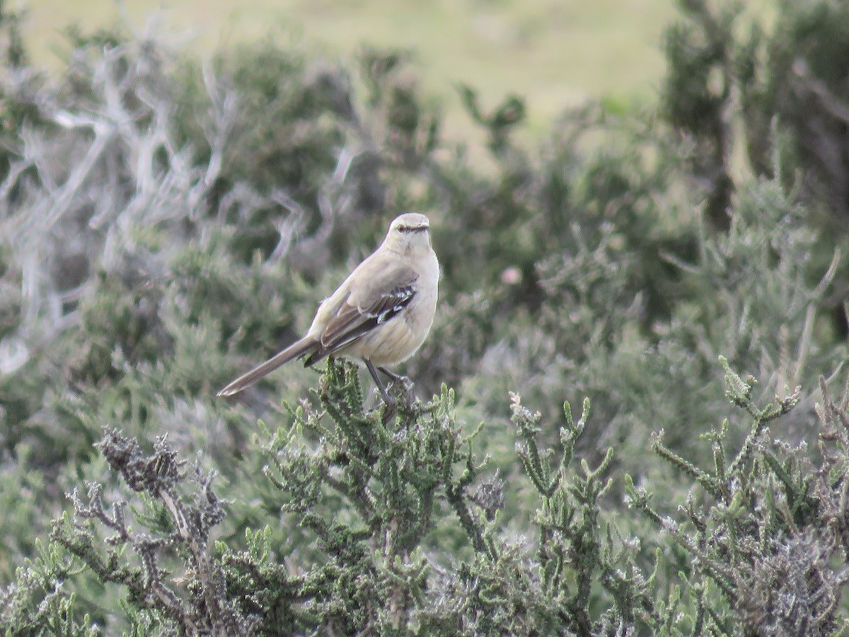 Patagonian Mockingbird - ML76716811