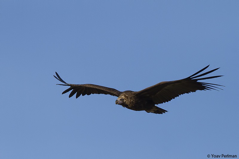 Cinereous Vulture - ML76721531