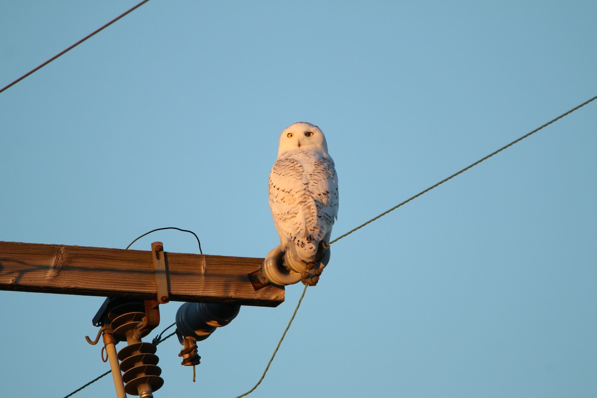 Snowy Owl - ML76726331