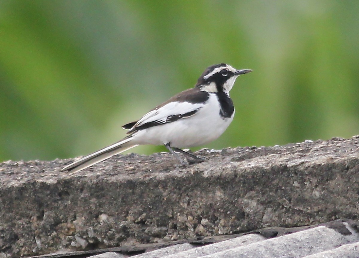 African Pied Wagtail - Jason Leifester