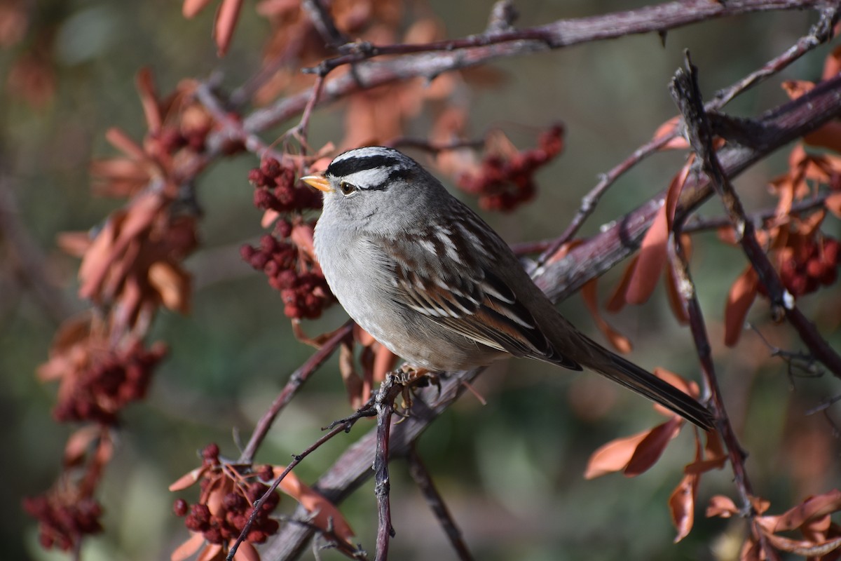 White-crowned Sparrow - Rich Schwab