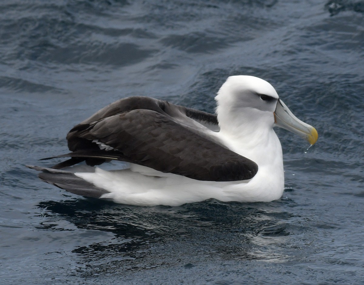 White-capped Albatross - Daniel Murphy