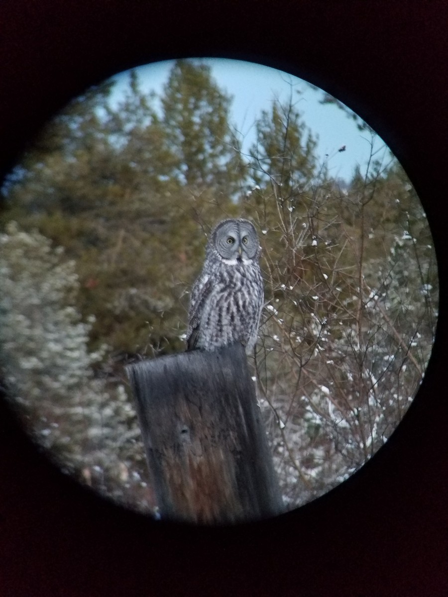 Great Gray Owl - ML76730951