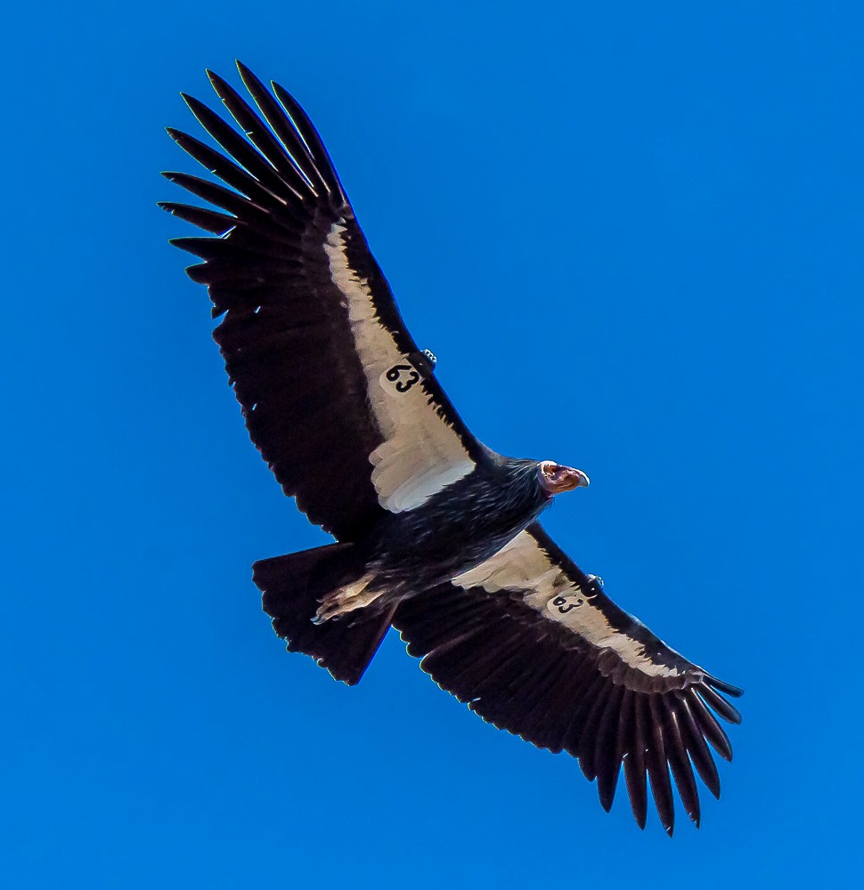 Condor de Californie - ML76732151