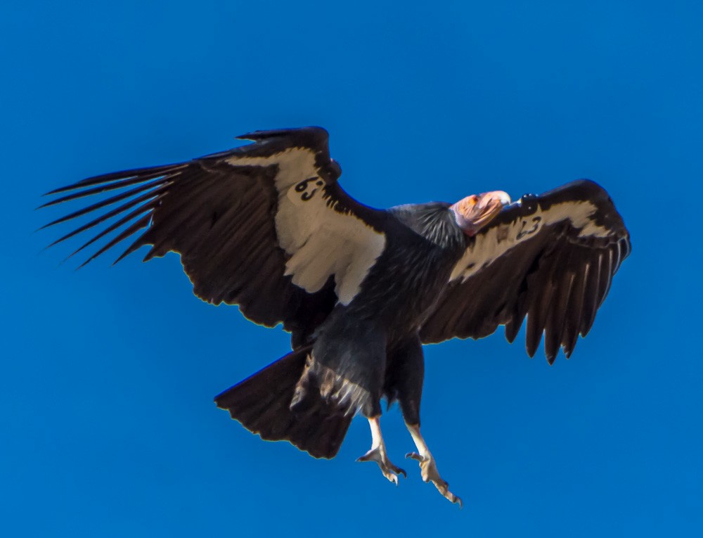 California Condor - ML76732161