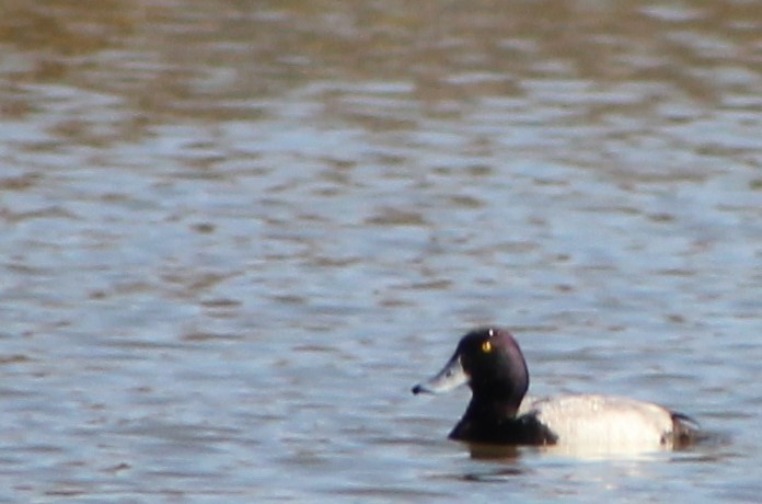 Greater Scaup - ML76732781