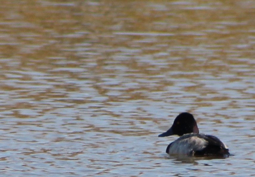 Greater Scaup - ML76732851