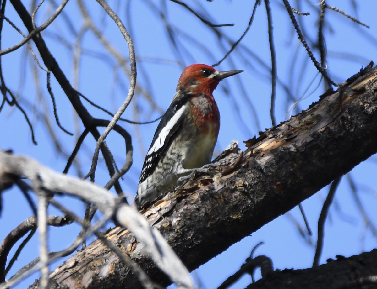 Red-breasted Sapsucker - ML76734941