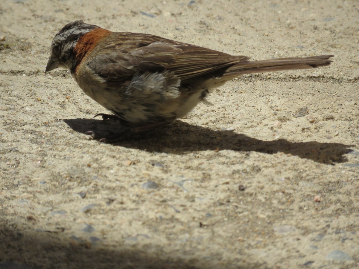 Rufous-collared Sparrow - ML76739901