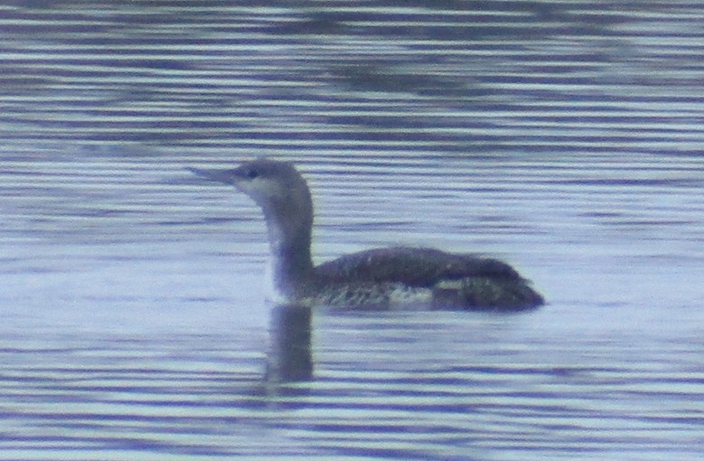 Red-throated Loon - ML76744231