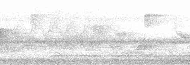 Vireo Ojiblanco (grupo griseus) - ML76747