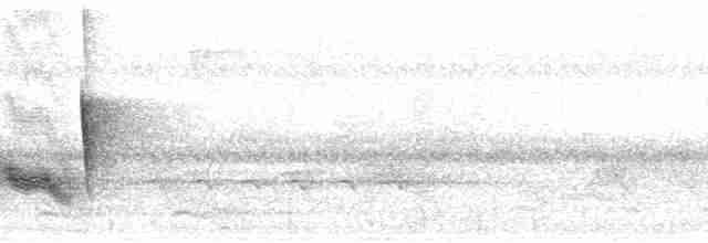 Vireo Ojiblanco (grupo griseus) - ML76748