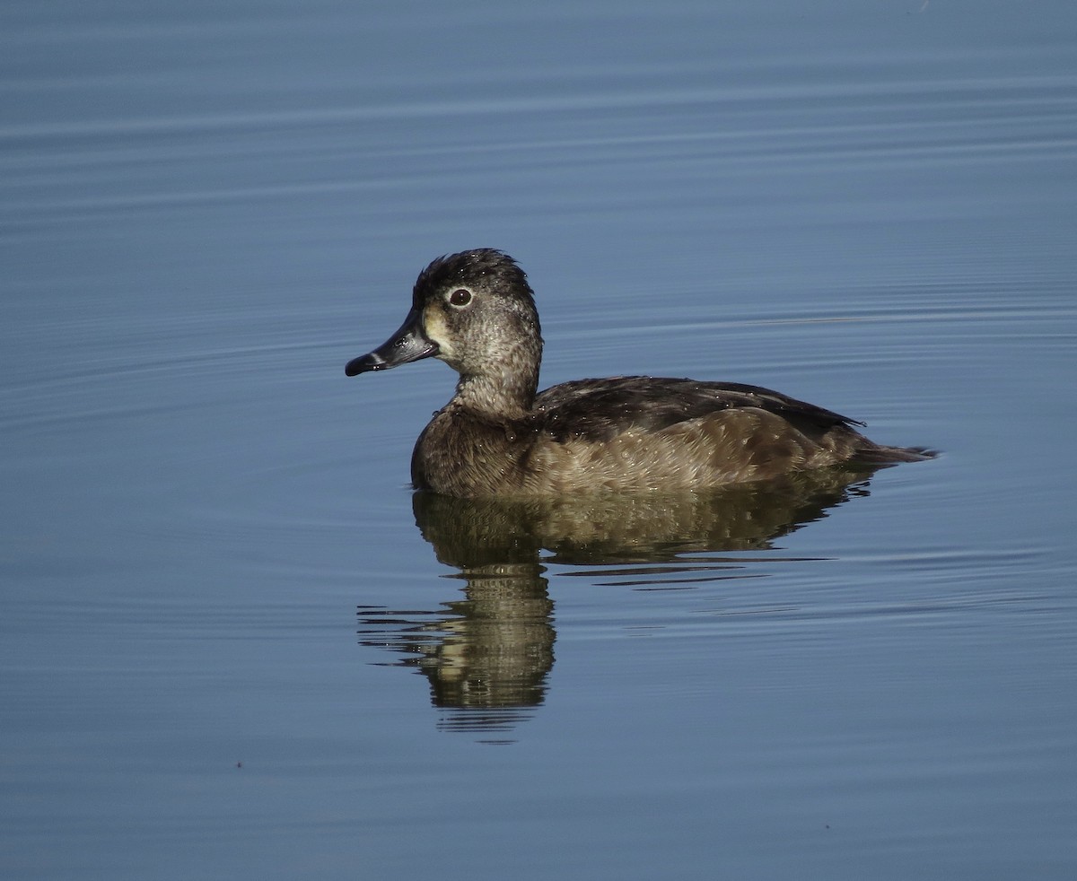 Ring-necked Duck - ML76748651