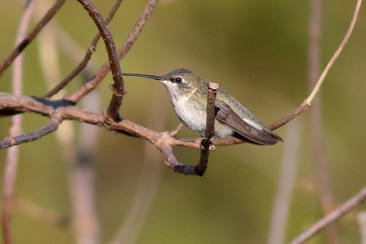 Black-chinned Hummingbird - ML76748901