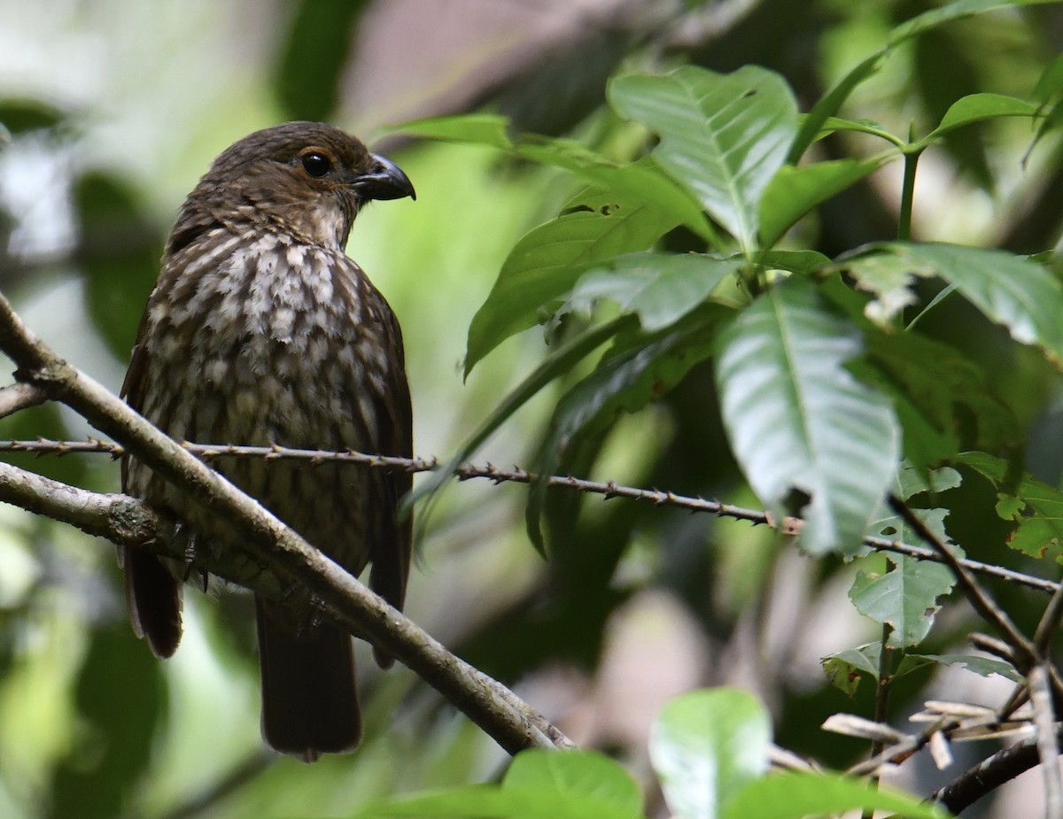 Tooth-billed Bowerbird - Anonymous