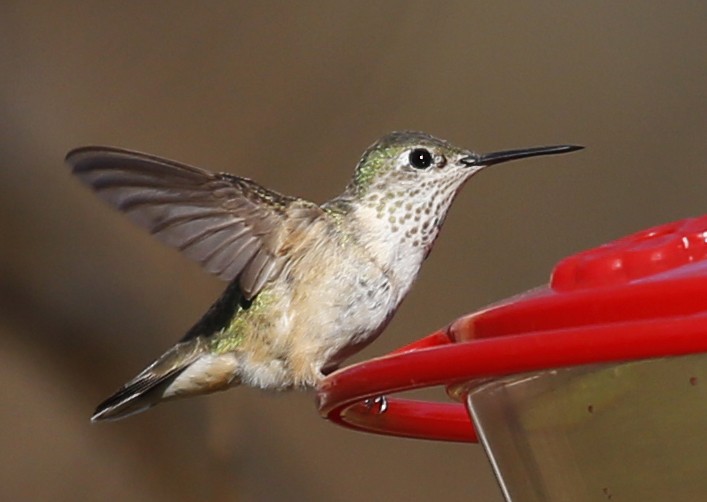 Calliope Hummingbird - ML76750071