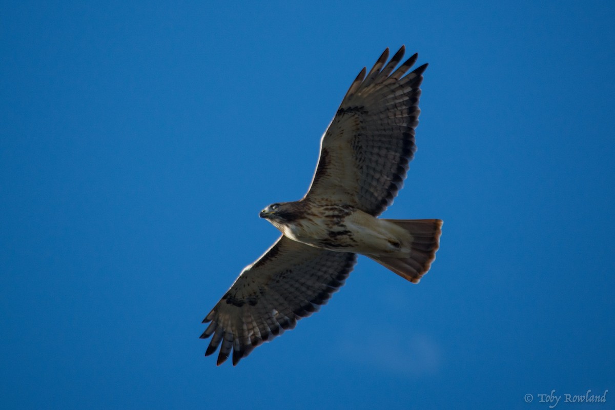 Red-tailed Hawk - ML76750131