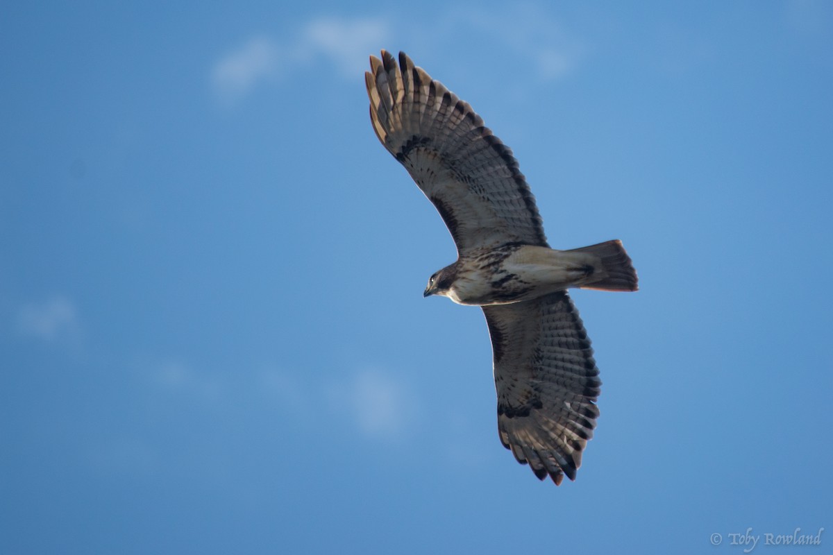 Red-tailed Hawk - ML76750181