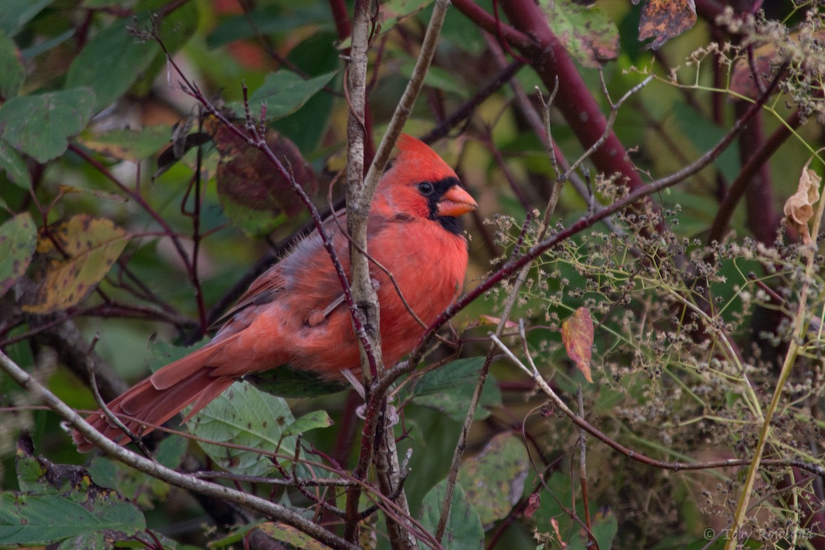 Northern Cardinal - Toby Rowland