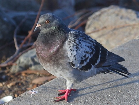 Rock Pigeon (Feral Pigeon) - ML76751291