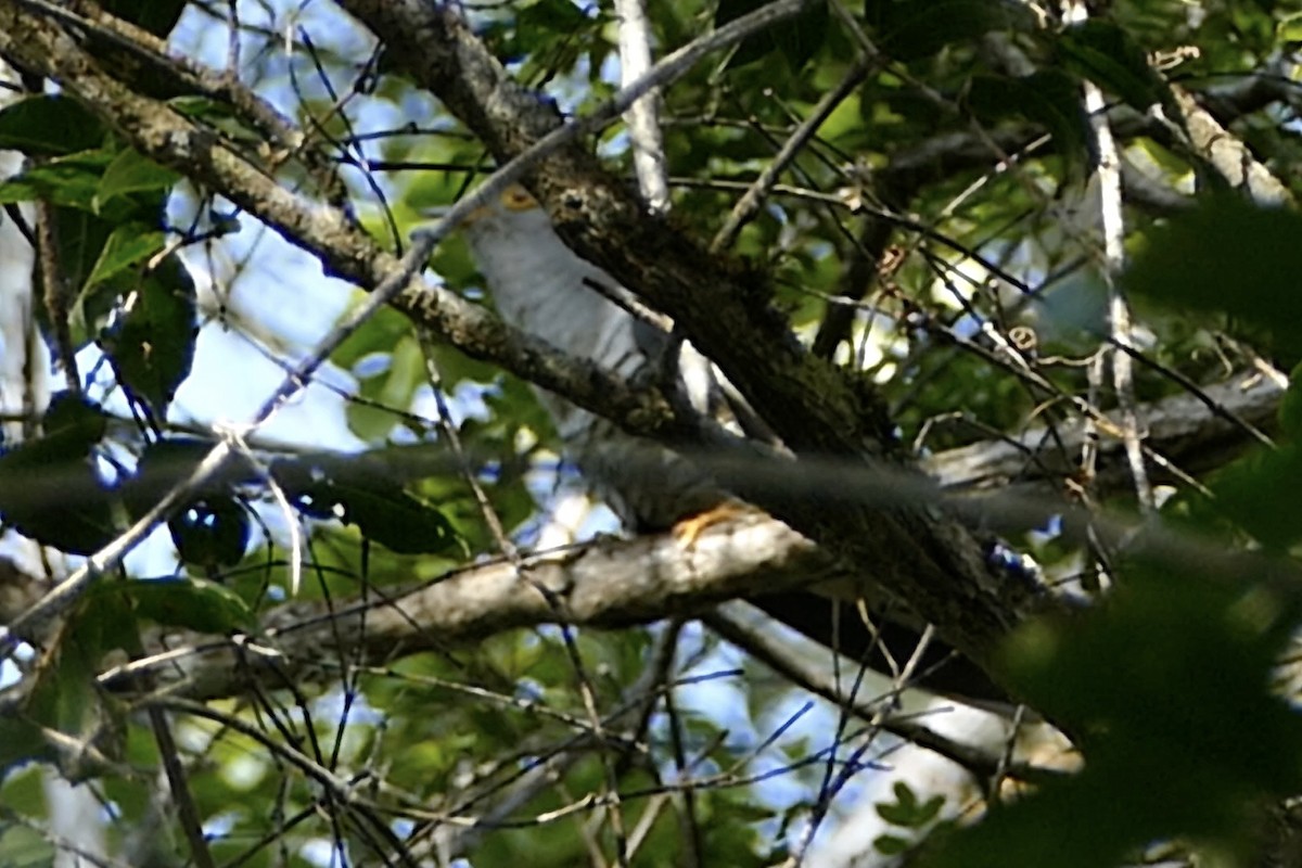 Madagascar Cuckoo - Peter Kaestner