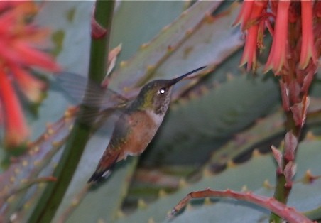 Allen's Hummingbird - ML76753161