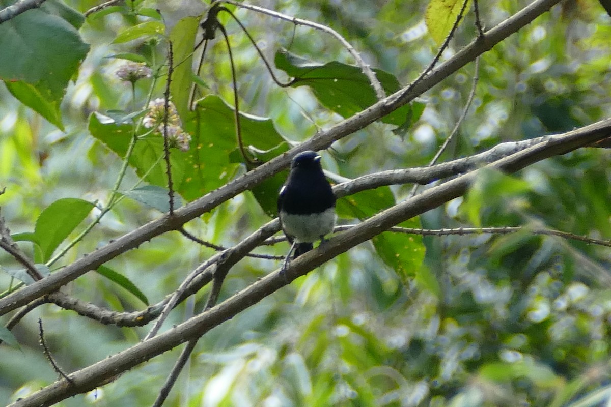 Madagascar Magpie-Robin - ML76753681