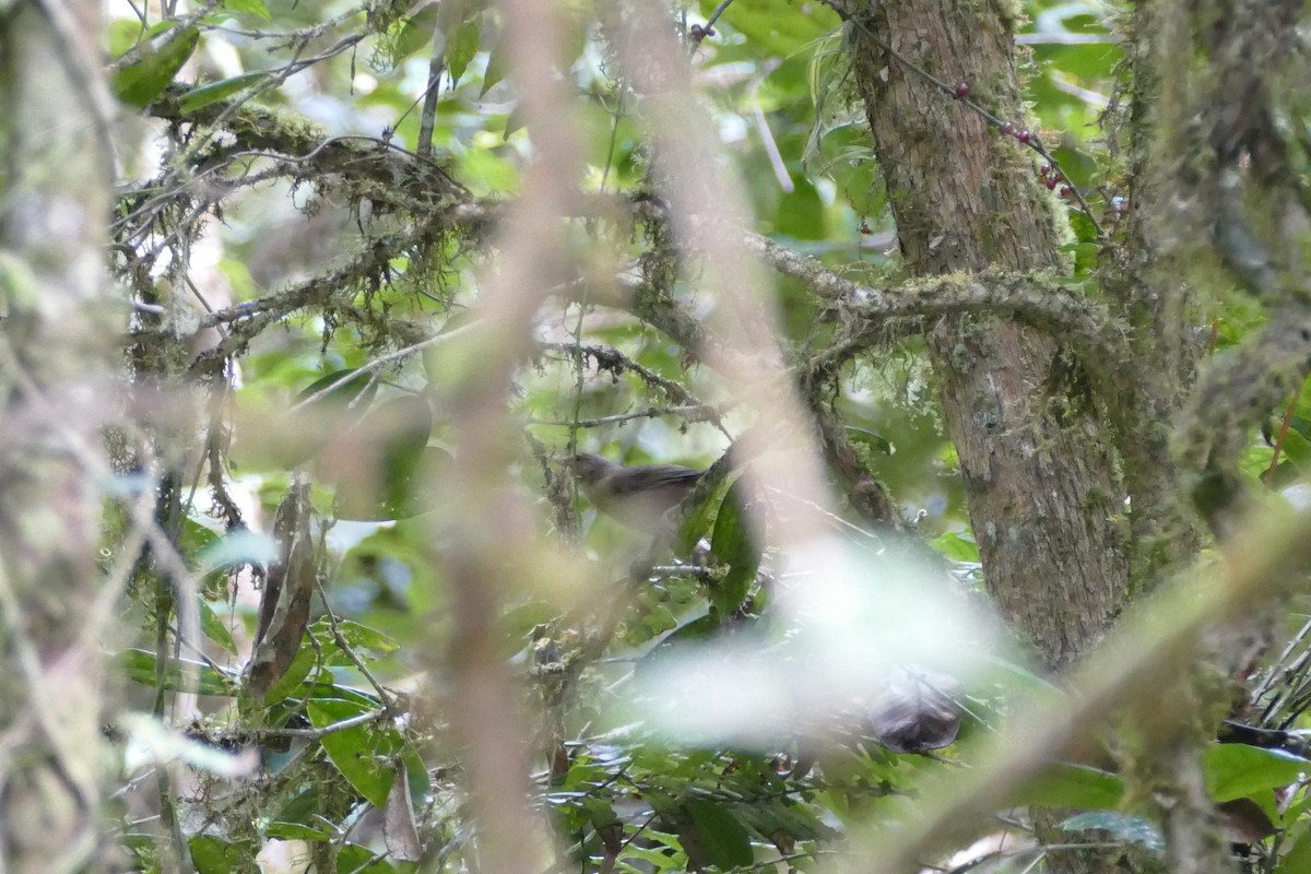 Malagasy Brush-Warbler (Malagasy) - Peter Kaestner