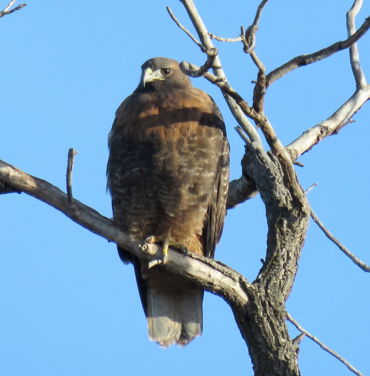 Red-tailed Hawk - ML76754701