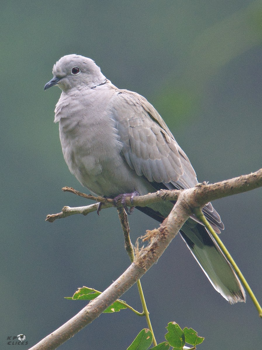 Eurasian Collared-Dove - Karthikeyan Ponnambalamoorthy