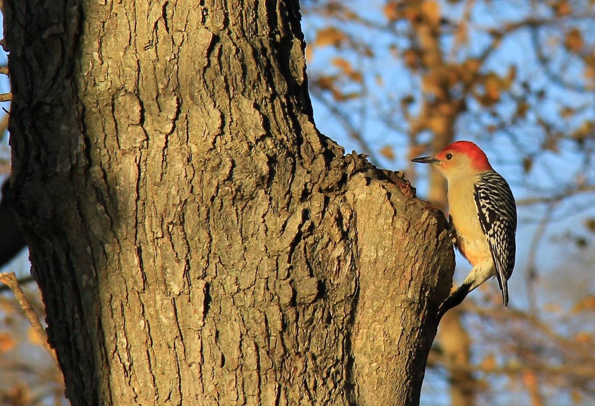 Red-bellied Woodpecker - Stefan Mutchnick